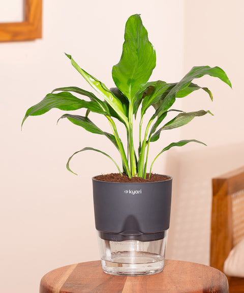 water a peace lily Peace Lily Plant With Self Watering Pot