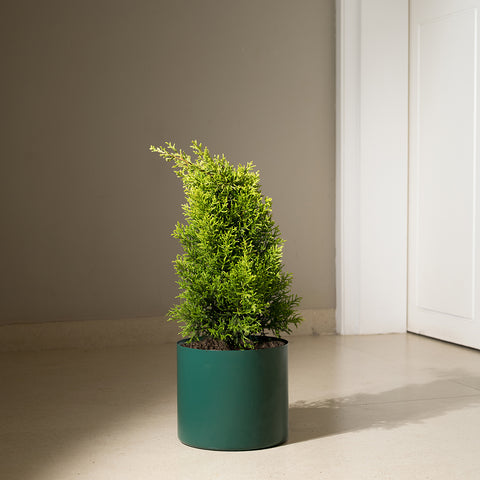 Thuja Plant with Zen Planter