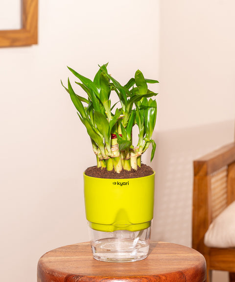 Lucky Bamboo Plant With Self Watering Pot