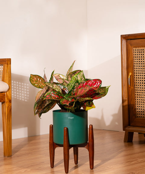 Aglaonema Valentine with Metal Self Watering Pot