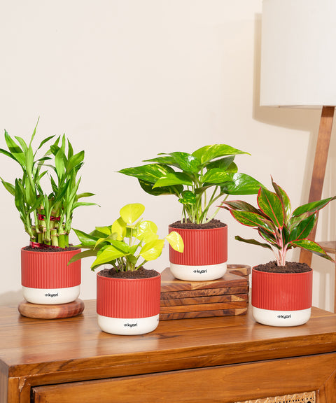 Set of 4 Mylo -Lucky Bamboo, Money Variegated, Golden Money, Aglaonema Lipstick