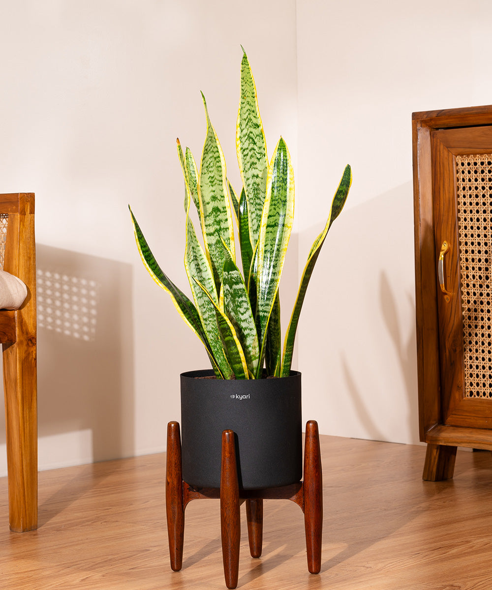 Golden Hahnii Snake Plant with Zen Planter