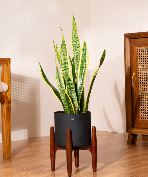 snake plant golden hahnii Golden Hahnii Snake Plant with Zen Planter