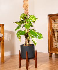 Money Mostik with Metal Self Watering Pot