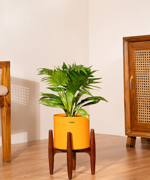 China Palm with  Metal Self Watering Pot