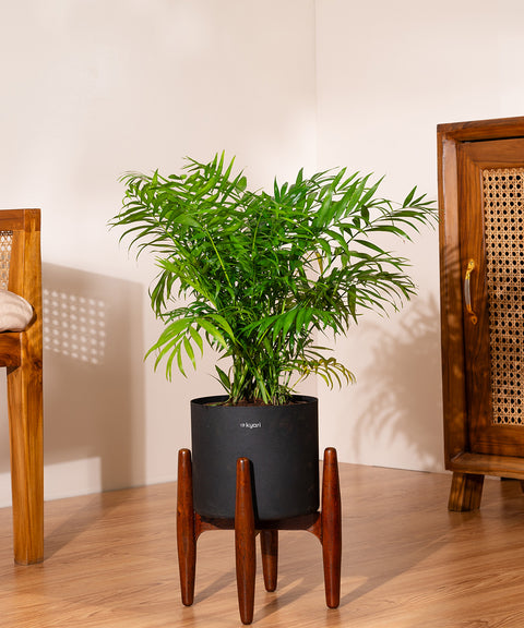 Bamboo Palm Plant with Large Metal Self Watering Pot