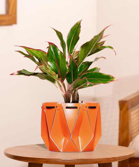 Aglaonema Lipstick Plant With Small Self Watering Pot