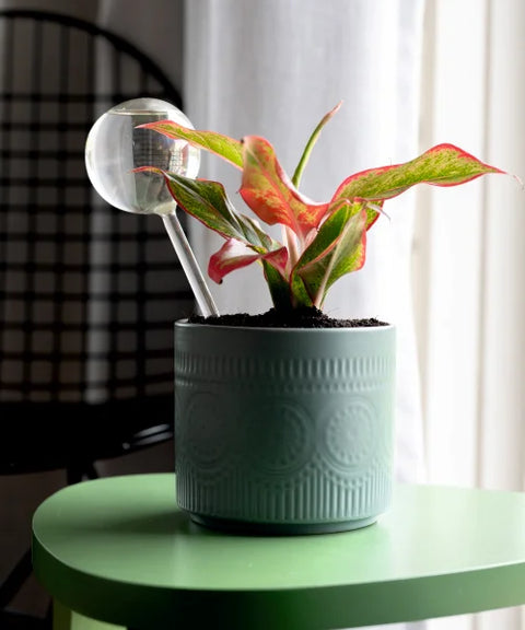 Plant Watering Globe - BYOB