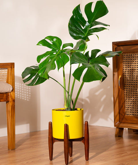 Monstera Deliciosa with Large Self Watering Pot