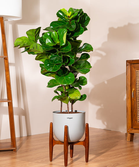 Ficus Lyrata with Extra Large Self Watering Pot