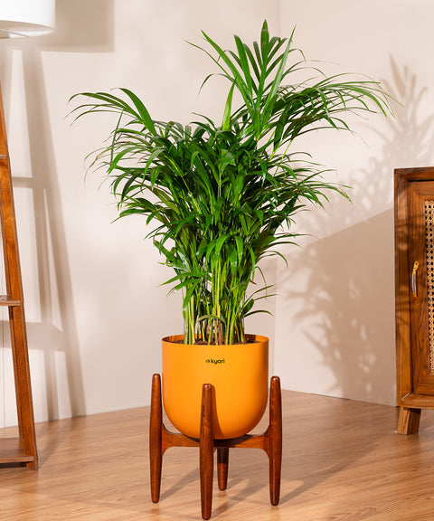 Areca Palm Plant With Self Watering Pot