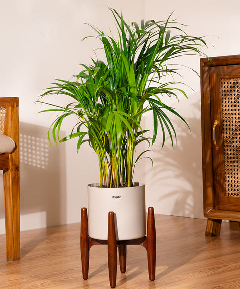 Areca Palm Plant With Self Watering Pot