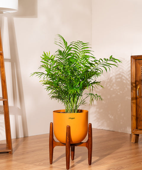 Areca Palm with Extra Large Self Watering Pot