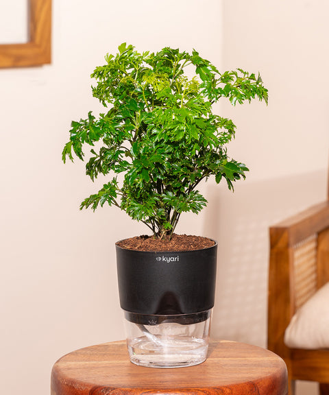 Aralia Green Plant With Self Watering Pot