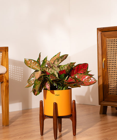 Aglaonema Valentine with Metal Self Watering Pot