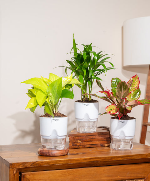 Set of 3- Areca Palm, Aglaonema Lipstick & Golden Money Plant