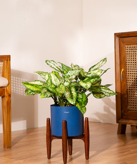 Aglaonema Snow White with Large Metal Self Watering Pot