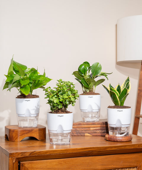 Set of 4 - Peperomia Green, Lucky Jade, Golden Hahnii Snake & Money Variegated Plant