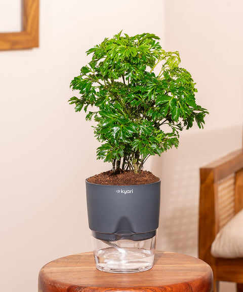 Aralia Green Plant With Self Watering Pot