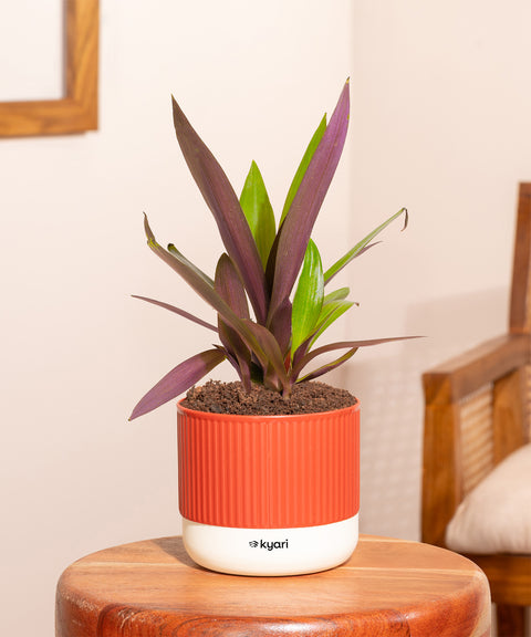 Rhoeo Tricolor Plant With Mylo Planter