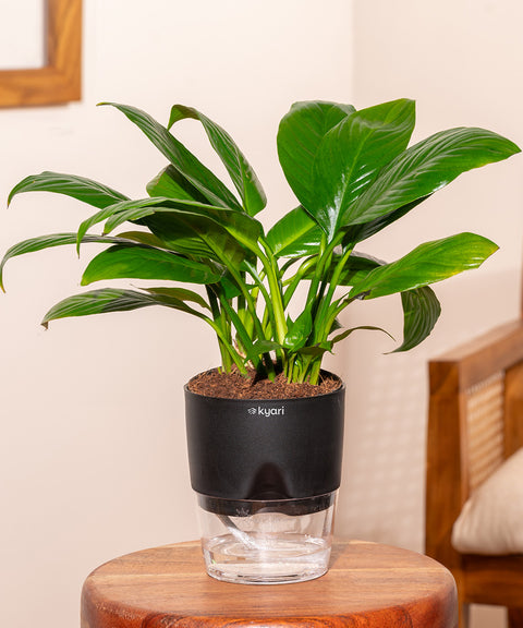 Peace Lily Plant With Self Watering Pot