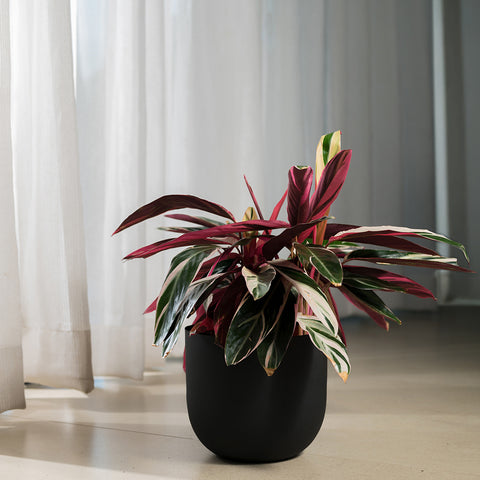 Calathea Triostar with Arbor Planter