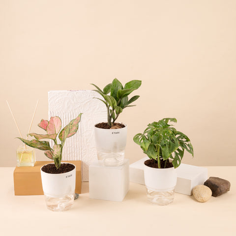 Set of 3 - Philodendron Broken Heart & ZZ - Zamia Green & Aglaonema Pink Valentine Plant