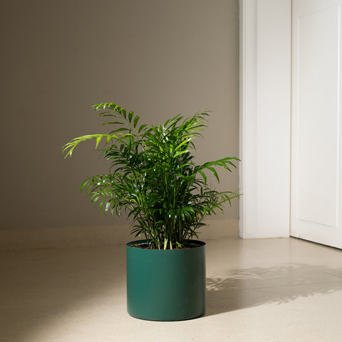 Chamaedorea Palm with Zen Planter