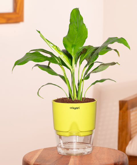 indoor peace lily pot size Peace Lily Plant (Spathiphyllum Plant) at Best Price – Kyari.co
