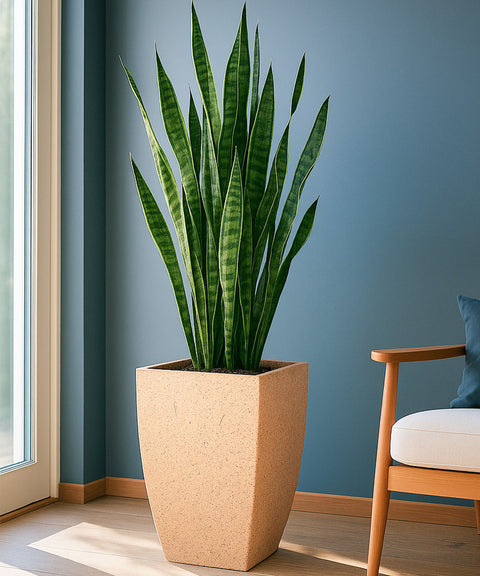 Kyari Lightweight & Durable Polymer Planter – Long Square