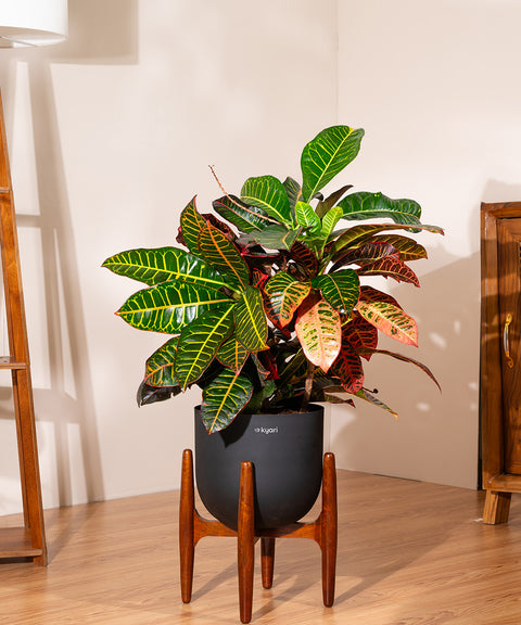 Croton Petra with Extra Large Self Watering Pot