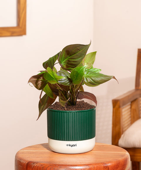 Philodendron Micans Plant With Mylo planter