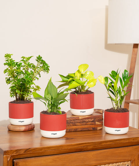 Set of 4 Mylo -Zamia Green, Aralia Green, Peace Lily, Golden Money