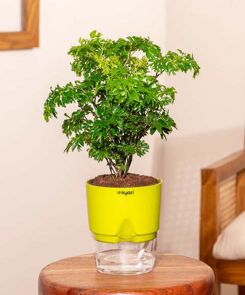 Aralia Green Plant With Self Watering Pot