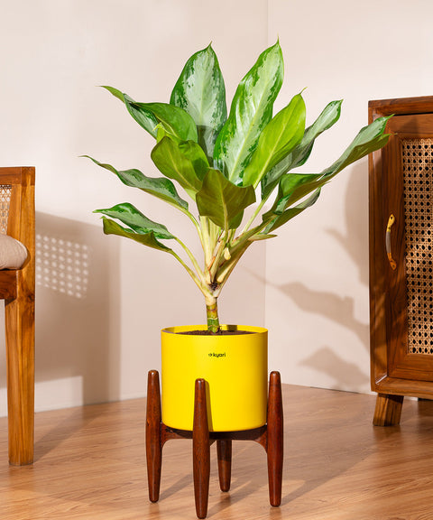 aglaonema ice cream Aglaonema Ice Plant with Metal Self Watering Pot
