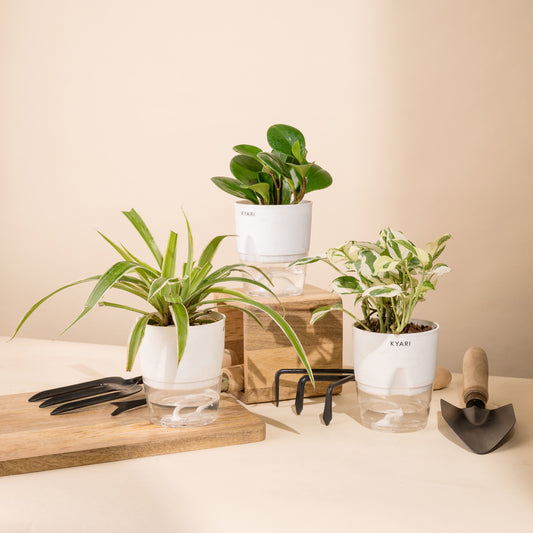 Set of 3 Live Indoor Plant Combo of Spider and Money N'Joy and Peperomia Green with Self Watering Pot