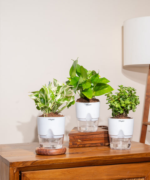 Set of 3 - Money Variegated, Lucky Jade & Money N'Joy Plant