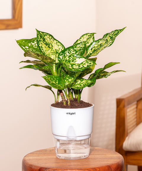 aglaonema osaka white care Aglaonema Snow White Plant With Self Watering Pot