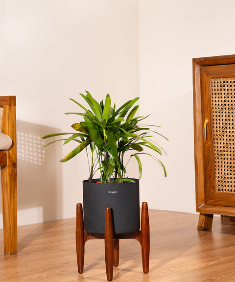 Rhapis palm with Metal Self Watering Pot