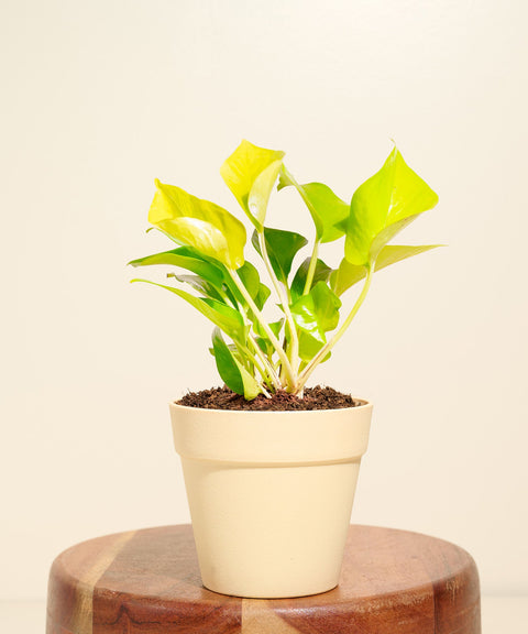 Golden Money Plant With Reya Pot