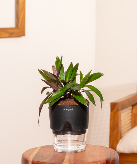 Oyster Plant With Self Watering Pot