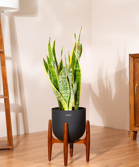 Sansevieria Zeylencia Golden with Arbor Planter