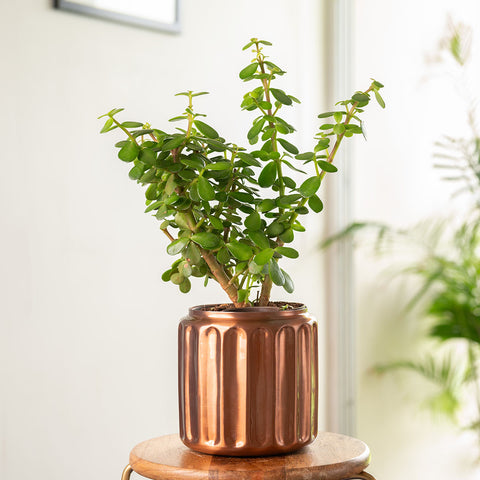 Lucky Jade Plant with Medium Metal Self Watering Pot