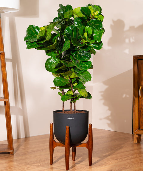 Ficus Lyrata with Extra Large Self Watering Pot