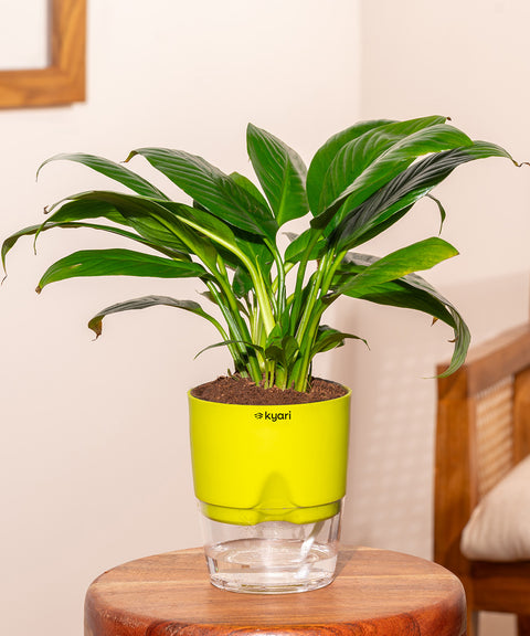 Peace Lily Plant With Self Watering Pot