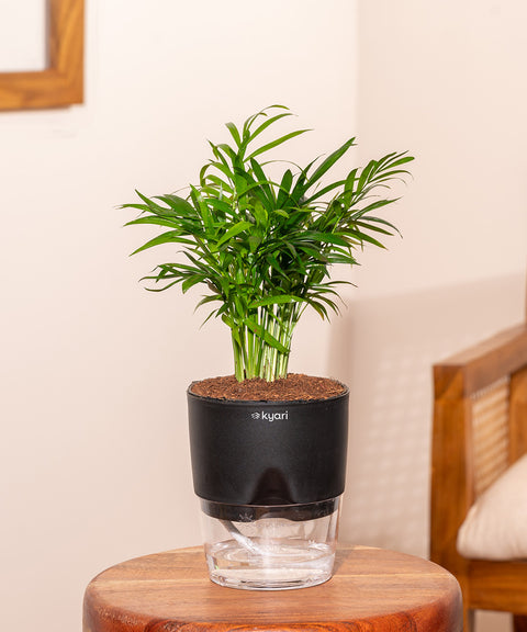 Areca Palm Plant With Self Watering Pot