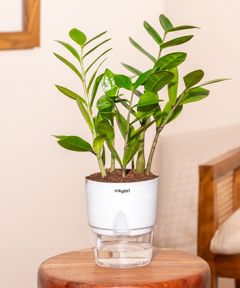 Zamia Green - ZZ Plant With Self Watering Pot