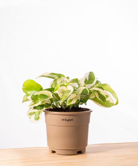 Zamia Green - ZZ Plant With Grow Pot