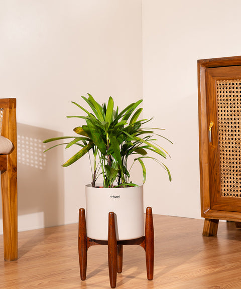 Rhapis palm with Metal Self Watering Pot