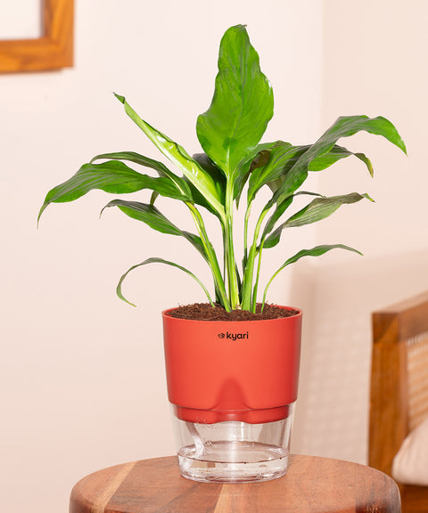 Peace Lily Plant With Self Watering Pot